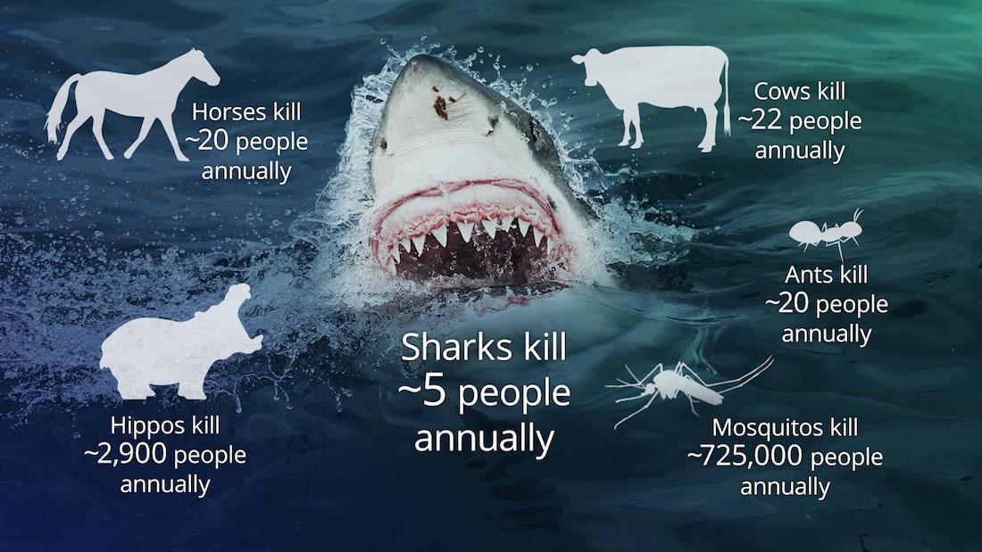 sharkattacks