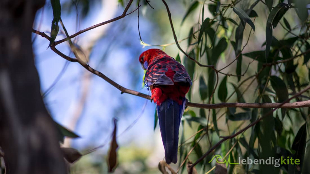 Papagei beste Reisezeit in Australien