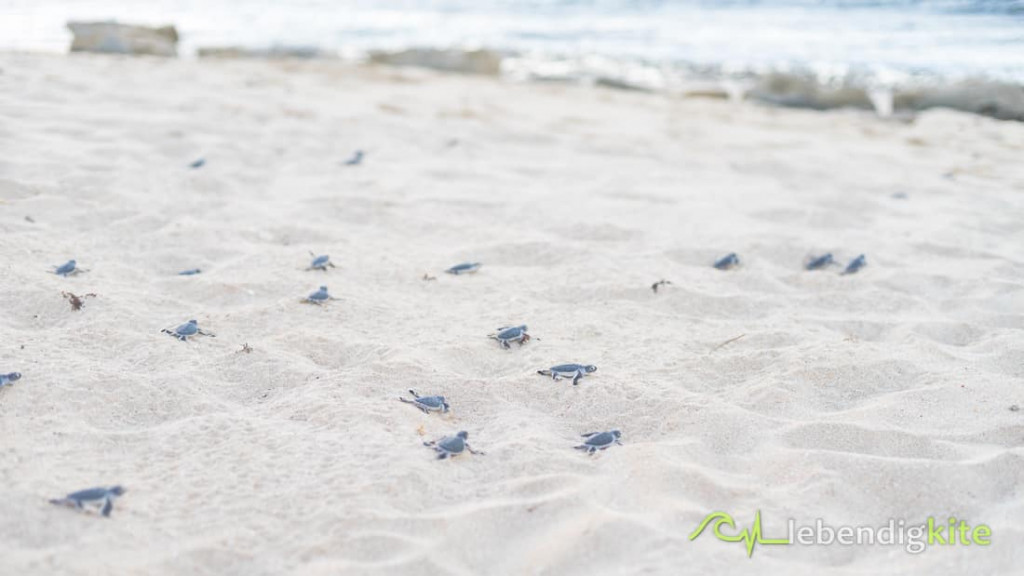 Schildkröten schlüpfen am Strand Exmouth Ningaloo