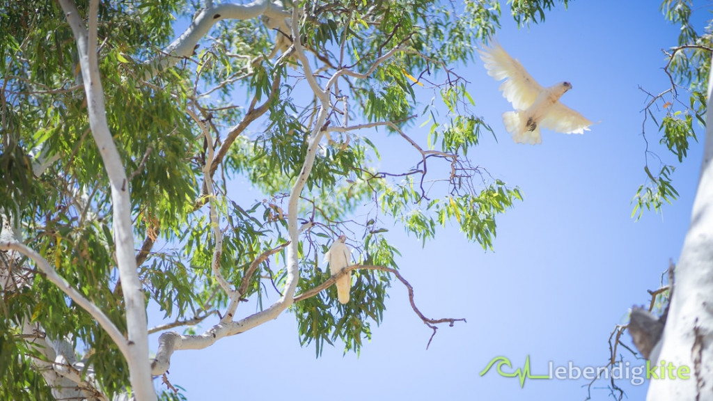 Kakadu Natur Tierwelt Australien